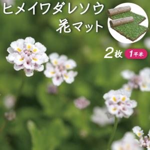 ヒメイワダレソウ 花マット 2ロール 約1平米 マット リピア グランドカバー 植物 ほふく 花 苗 法面 土留め ヒメイワダレソウ