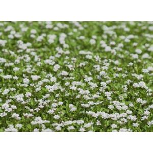ヒメイワダレソウ 花マット 2ロール 約1平米...の詳細画像1