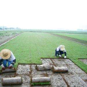 ヒメイワダレソウ 花マット 2ロール 約1平米...の詳細画像3