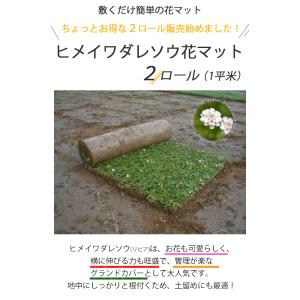 ヒメイワダレソウ 花マット 2ロール 約1平米...の詳細画像4