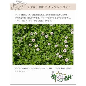 ヒメイワダレソウ 花マット 2ロール 約1平米...の詳細画像5