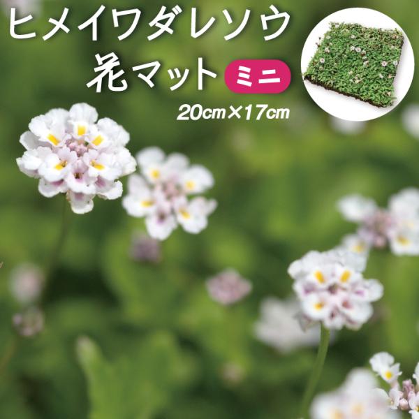 花マット ヒメイワダレソウ ミニ花マット 20cm×17cm リピア グランドカバー 植物 花 苗 ...