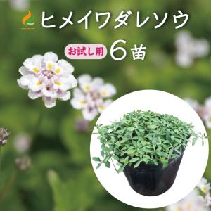 ヒメイワダレソウ ポット苗 (白系)6個 リピア 庭 雑草対策 グランドカバー 姫岩垂草｜kkb-green