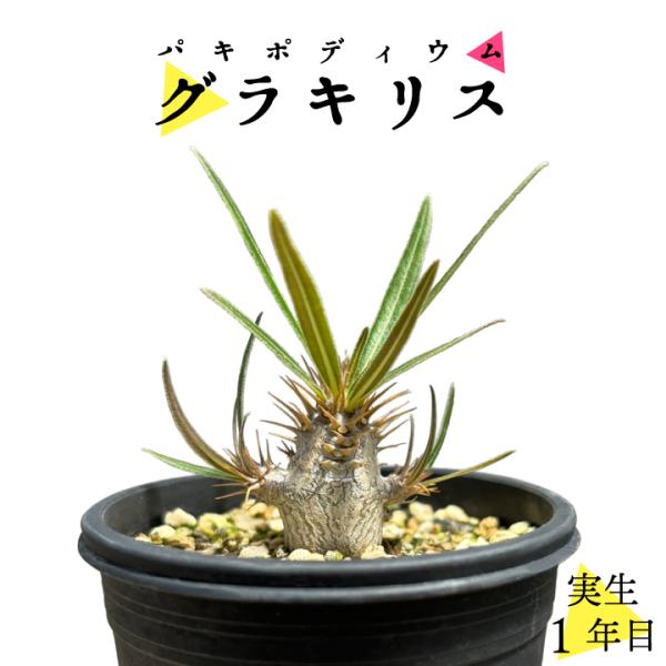 パキポディウム グラキリス 実生1年目 2号鉢 塊根植物 コーデクッス 観葉植物 人気種 キョウチク...