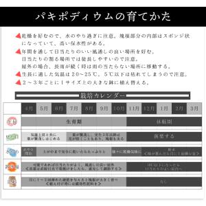 パキポディウム グラキリス 実生2年目 2.5...の詳細画像2