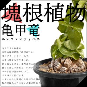 送料無料 亀甲竜 ディオスコレア・エレファンテ...の詳細画像1
