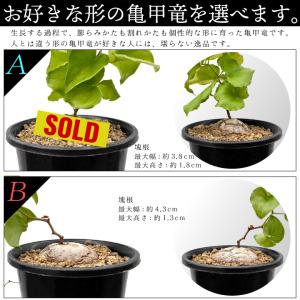 送料無料 亀甲竜 ディオスコレア・エレファンテ...の詳細画像2