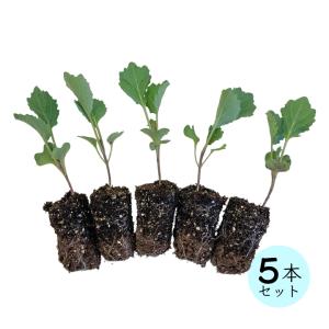 国分グリーンファーム 野菜 Yahoo ショッピング