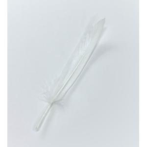 小羽根（白）の買取情報