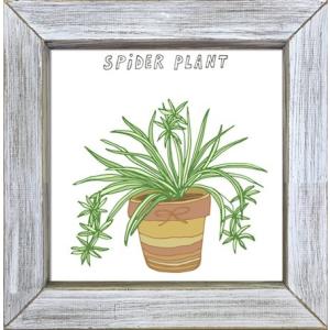 アートフレーム　光触媒アート Home Plants SPIDER PLANT｜kmmnetshop