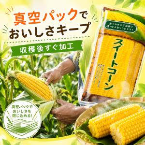 みさき スイートコーン 10本セット 真空パッ...の詳細画像4