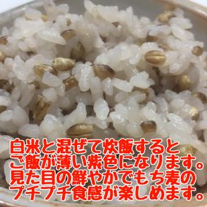 ダイシモチ 紫もち麦 三重県産 4kg(2kg...の詳細画像4