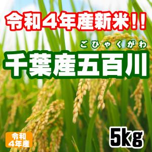 新米 令和4年産 千葉県産 五百川 ごひゃくがわ  5kg 白米