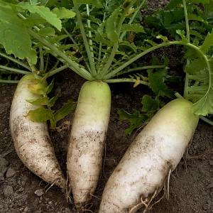 米糠 米屋の米ぬか 500g お試し 送料無料...の詳細画像5