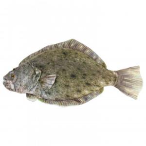 Wild Graphy ワイルドグラフィ ヒラメ ひらめ さかなクン おさかなぬいぐるみ Tst Sk005 ソプラノyahoo 店 通販 Yahoo ショッピング