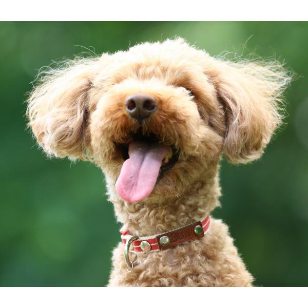 かわいい首輪　名前刻印　14種類の柄から選べます  真田紐製　和柄の首輪　洗い替え首輪　犬猫どちらも...