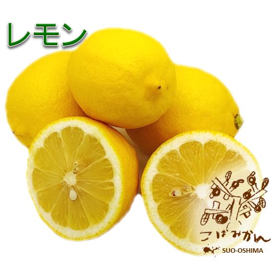 山口周防大島産『レモン 家庭用 中箱 約4kg』サイズ無選別 【国産】