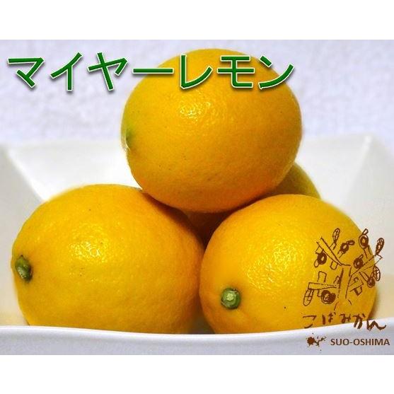 山口周防大島産『マイヤーレモン 家庭用 中箱 約4kg』サイズ無選別 【国産】