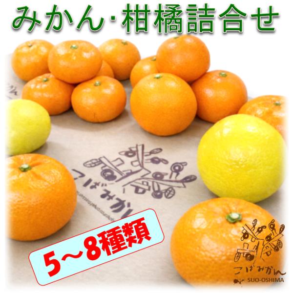 山口周防大島産『みかん・柑橘詰合せセット 家庭用 小箱 約2.5kg』