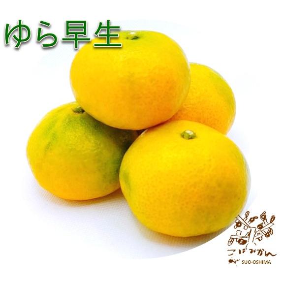 山口周防大島産『ゆら早生 家庭用 小箱 約3kg』サイズ無選別