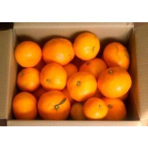 山口周防大島産『石地(いしじ) 家庭用 大箱 ...の詳細画像2