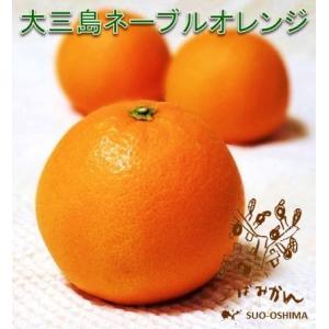 山口周防大島産『小玉 みかん 家庭用 大箱 約9.5kg』(箱込約10kg) : こ