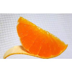 山口周防大島産『せとか 家庭用 小箱 約2.5...の詳細画像3