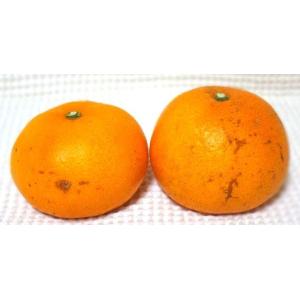 山口周防大島産『せとか 家庭用 小箱 約2.5...の詳細画像4