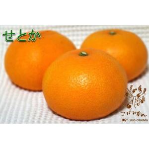 山口周防大島産『せとか 家庭用 大箱 約9kg』サイズ無選別