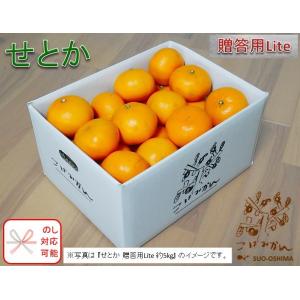 山口周防大島産『せとか 贈答用Lite 中箱 約4.5kg』 : こばみかん