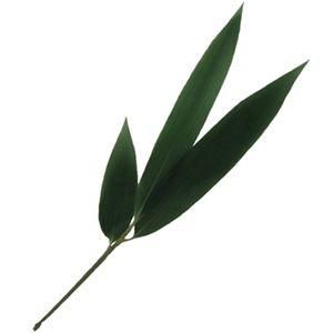 枝笹（10枚）