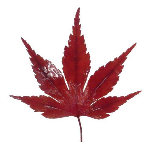 紅葉（100枚）