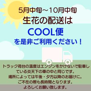 誕生日 あす着 花 フラワーアレンジメント フ...の詳細画像2