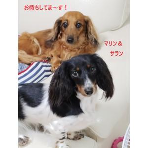 フィカス アフリカンプリンス 10号 インテリ...の詳細画像5