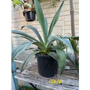 アガベ アテナータ 8号（0015） オシャレな観葉植物 多肉植物 新築祝い
