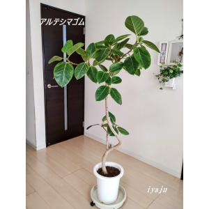 現品】フィカス・アルテシーマ 曲がり 8号 白鉢（2） : 花の