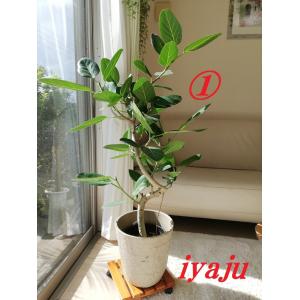 ベンガルゴムの木 ７号 0061 シンボルツリー 新築祝い 開店祝い 開業祝い 観葉植物 おしゃれ インテリア Bg 0057 Kobe Iyaju 通販 Yahoo ショッピング