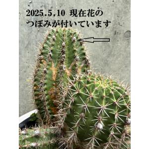 サボテン エキノプシス属 10号(0031) ...の詳細画像2