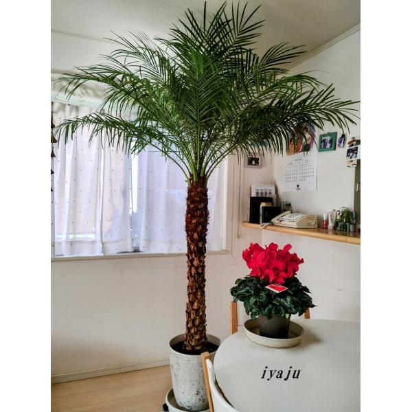 フェニックスロベレニー１０号　ＬＬサイズ　八丈島産　ヤシの木　シンノウヤシ　シンボルツリー　インテリ...