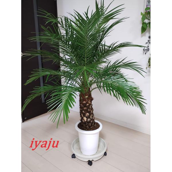 フェニックスロベレニー　８号（104:シンノウヤシ）八丈島産　ヤシの木　お洒落な観葉植物　新築祝い　...
