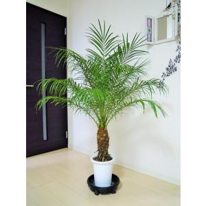 21年最新版 リビングにおすすめの観葉植物ランキング15選 インテリアにおすすめ セレクト Gooランキング