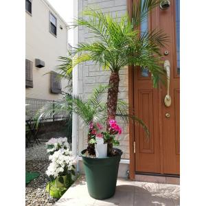【専用】3株　カナリーヤシ　フェニックス　大型　ヤシの木 ヤシの木 カナリーヤシ フェニックス 7号茶鉢植え : 苗木部 花