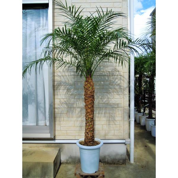 フェニックスロベレニー　9号Ｍサイズ　八丈島産　ヤシの木　（シンノウヤシ）　観葉植物　インテリア　開...
