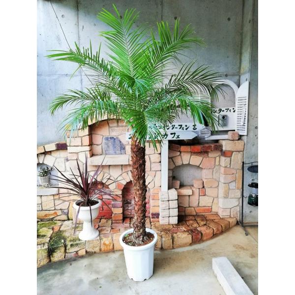フェニックスロベレニー １０号 Ｍサイズ　八丈島産　ヤシの木 　シンボルツリー　インテリア　観葉植物...