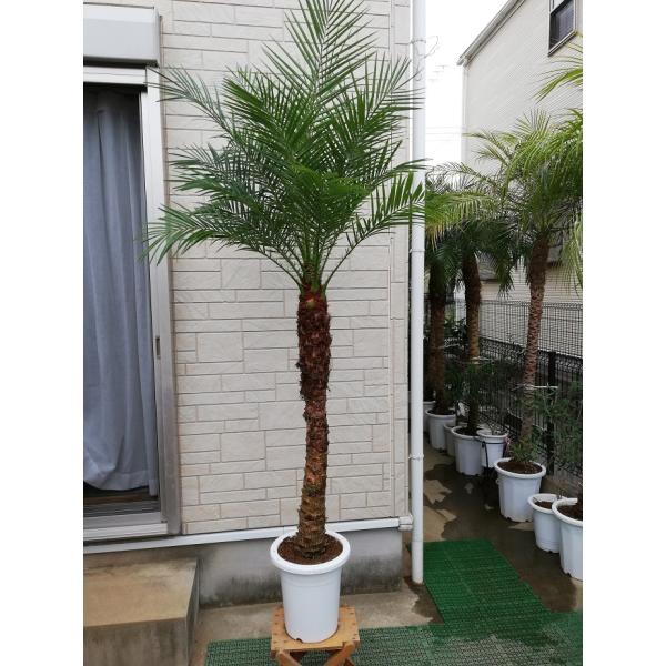 フェニックスロベレニー　9号Ｌサイズ　八丈島産　ヤシの木　（シンノウヤシ：0131）　オシャレな観葉...