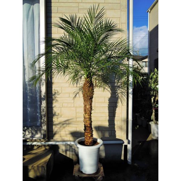 フェニックスロベレニー　９号Ｓサイズ　八丈島産　ヤシの木　（シンノウヤシ:0621）　　新築祝い　開...
