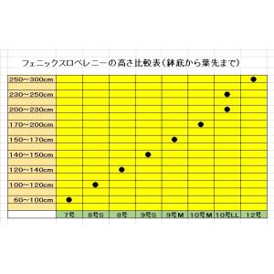 フェニックスロベレニー 9号S 八丈島産 ヤシ...の詳細画像3