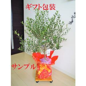 フェニックスロベレニー 9号S 八丈島産 ヤシ...の詳細画像5
