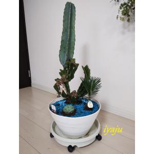 期間限定ポイント3倍」 柱サボテン ブランチ 7号（0918） オシャレな