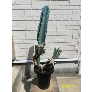 柱サボテン 鬼面角 鉢付き ハシラサボテン 観葉植物 御祝い インテリア